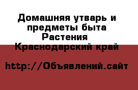 Домашняя утварь и предметы быта Растения. Краснодарский край